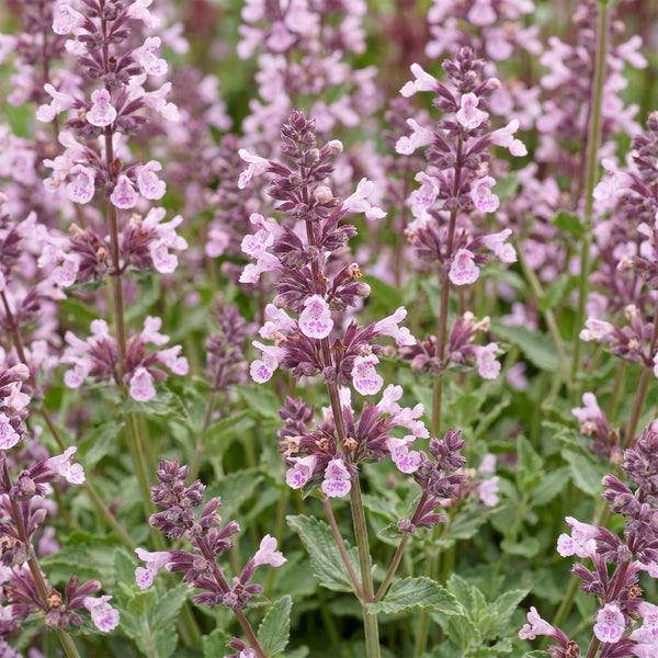 Katzenminze ‚Wild Orchid' – Nepeta sibirica – Ansicht 5