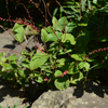 Kerzenknöterich ‚Speciosa' – Persicaria amplexicaulis – Ansicht 7