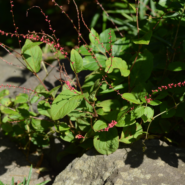 Kerzenknöterich ‚Speciosa' – Persicaria amplexicaulis – Ansicht 7