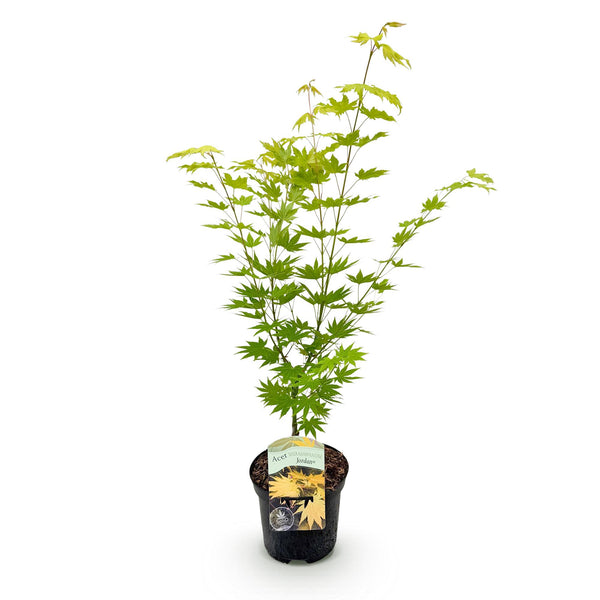 Japanischer Ahorn ‚Jordan' – Acer palmatum – Ansicht 2