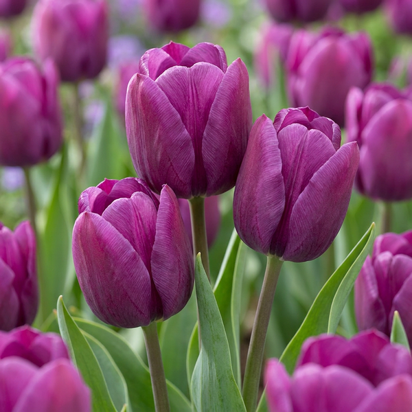 Triumph-Tulpe – Tulipa