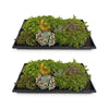 Bodendecker-Set „Sedummatte" – 10 Sedum-Sorten – Ansicht 2