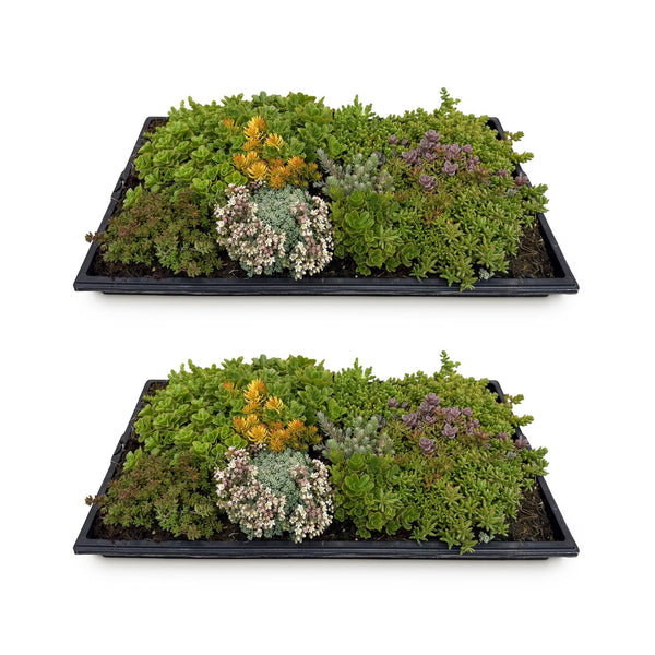 Bodendecker-Set „Sedummatte" – 10 Sedum-Sorten – Ansicht 2