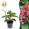 Rispenhortensie ‚Living Infinity' – Hydrangea paniculata