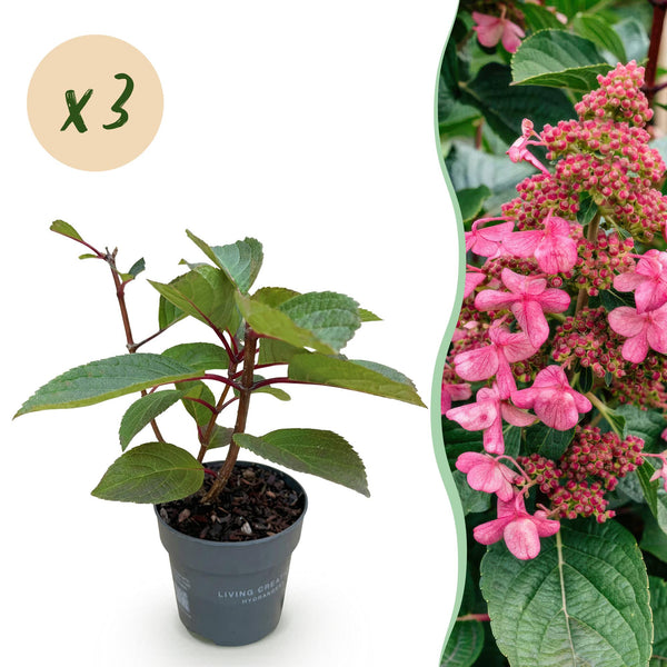 Rispenhortensie ‚Living Infinity' – Hydrangea paniculata