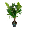 Geigenfeige – Ficus lyrata