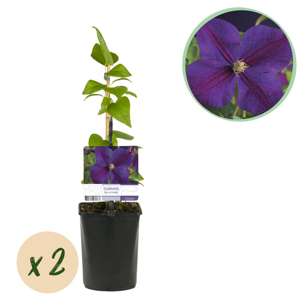 Waldrebe ‚Star of India' – Clematis