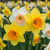 Narzissen-Mischung – Narcissus