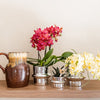 Schmetterlingsorchidee ‚Botanic Yellow' – Phalaenopsis – Ansicht 3
