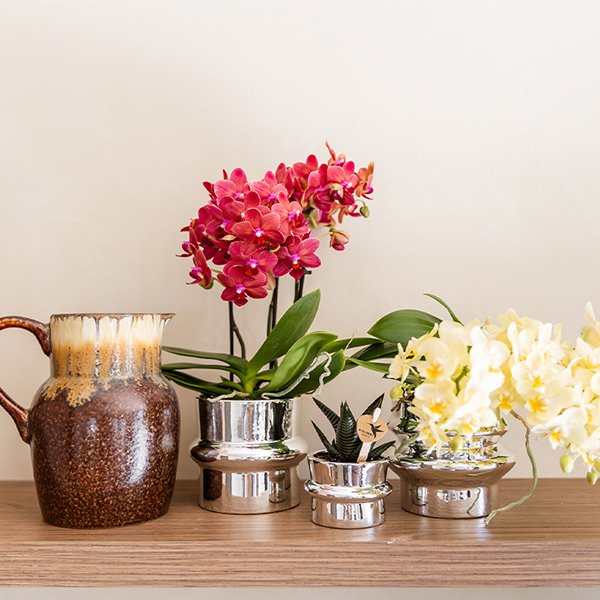 Schmetterlingsorchidee ‚Botanic Yellow' – Phalaenopsis – Ansicht 3
