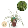 Japan-Segge ‚Ice Dance' – Carex morrowii