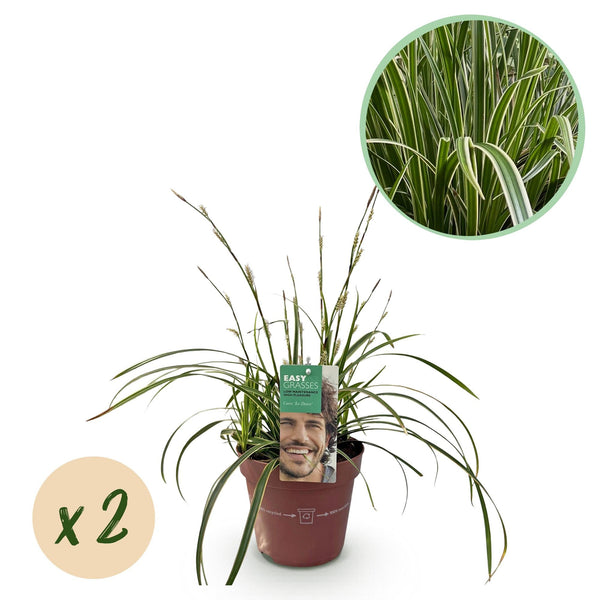 Japan-Segge ‚Ice Dance' – Carex morrowii