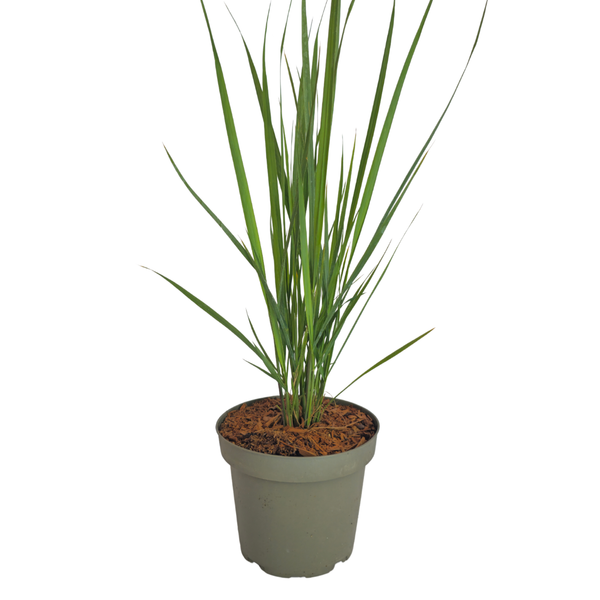 Rutenhirse ‚Northwind' – Panicum virgatum – Ansicht 2
