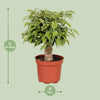 Birkenfeige ‚Kinky' – Ficus benjamina – Ansicht 2