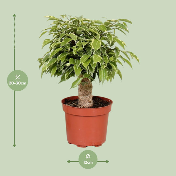 Birkenfeige ‚Kinky' – Ficus benjamina – Ansicht 2