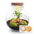 Flaschengarten-Set „Teddy Bonsai" – DIY-Kit mit Bonsai und Beleuchtung