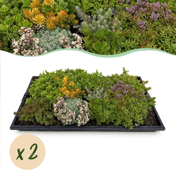 Bodendecker-Set „Sedummatte" – 10 Sedum-Sorten