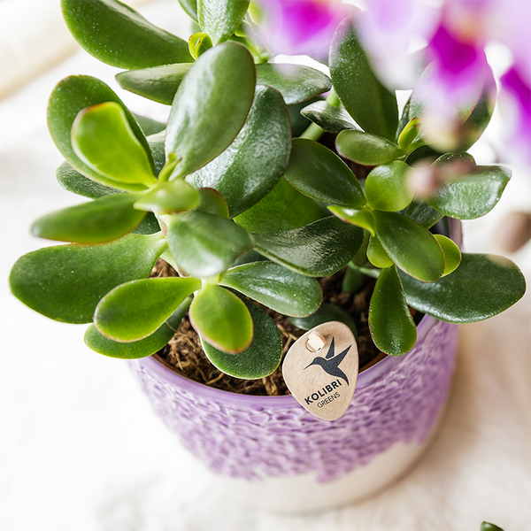 Pflanzen-Set „Bloom Purple" – Orchidee ‚Vienna' mit Grünpflanzen – Ansicht 4