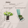 Aster – Ansicht 4