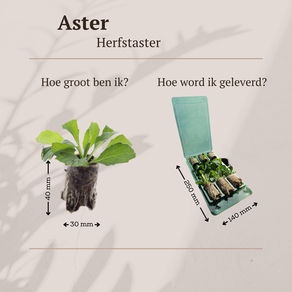Aster – Ansicht 4