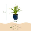 Prachtscharte – Liatris spicata – Ansicht 3