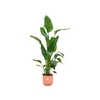 Baumstrelitzie – Strelitzia nicolai