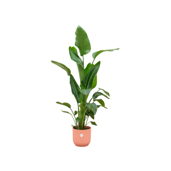 Baumstrelitzie – Strelitzia nicolai
