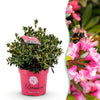 Zwerg-Rhododendron ‚Bloombux Magenta' – Rhododendron