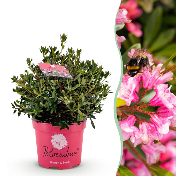 Zwerg-Rhododendron ‚Bloombux Magenta' – Rhododendron
