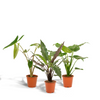 Alocasia-Set „Trio" – Alocasia zebrina, cucullata und lauterbachiana