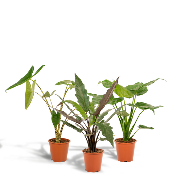 Alocasia-Set „Trio" – Alocasia zebrina, cucullata und lauterbachiana