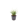 Japan-Segge – Carex morrowii – Ansicht 2