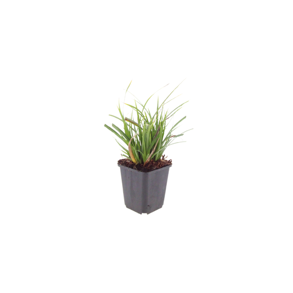 Japan-Segge – Carex morrowii – Ansicht 2