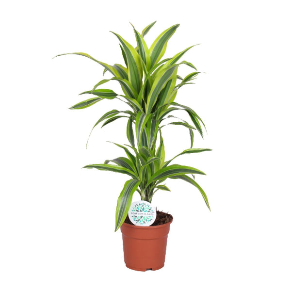 Drachenbaum ‚Lemon Lime' – Dracaena fragrans