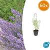 Katzenminze ‚Walker's Low' – Nepeta × faassenii