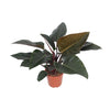Philodendron ‚Congo Red'