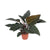 Philodendron ‚Congo Red'