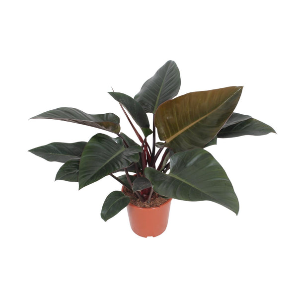Philodendron ‚Congo Red'