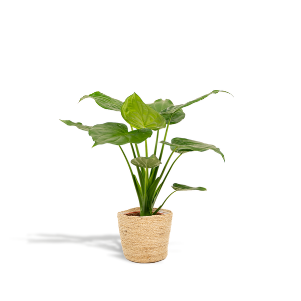 Alocasia cucullata