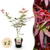 Japanischer Ahorn ‚Sumi-nagashi' – Acer palmatum