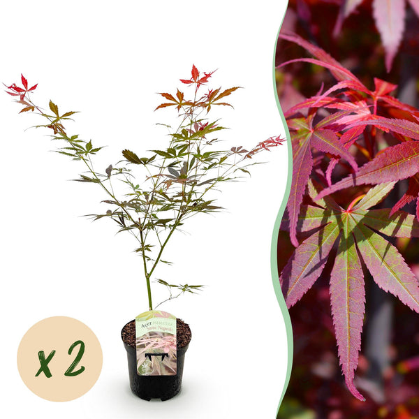 Japanischer Ahorn ‚Sumi-nagashi' – Acer palmatum