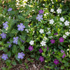 Immergrün Tricolour-Mix – Vinca – Ansicht 5