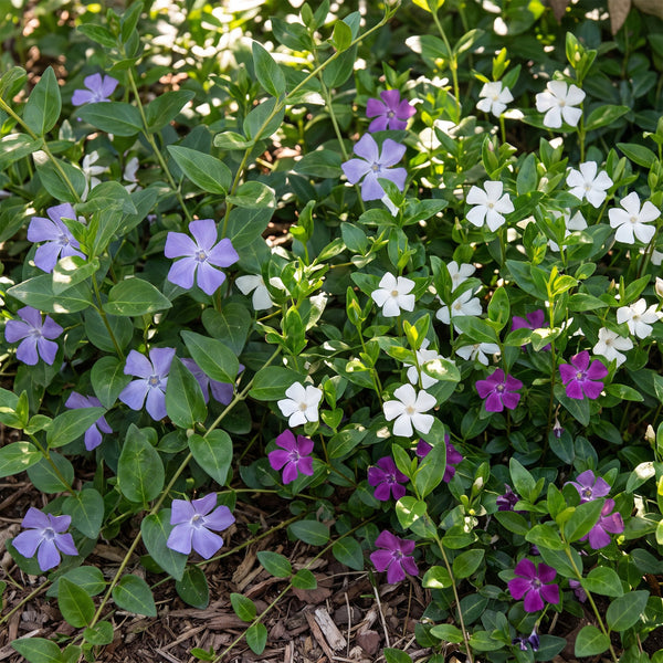 Immergrün Tricolour-Mix – Vinca – Ansicht 5