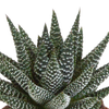 Sukkulenten-Set „Gasteria & Haworthia-Mix" – Gasterien und Haworthien – Ansicht 10