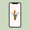 Guzmanie ‚Variada' – Guzmania – Ansicht 4