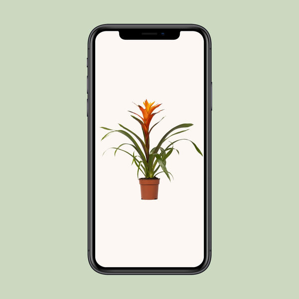 Guzmanie ‚Variada' – Guzmania – Ansicht 4