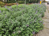 Katzenminze ‚Walker's Low' – Nepeta × faassenii – Ansicht 8