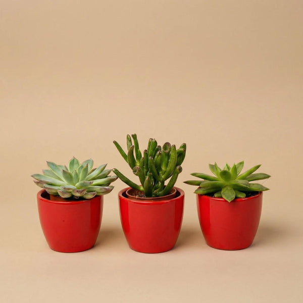 Sukkulenten-Set „Mix“ – 3 Sukkulenten mit Mini-Topf