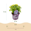 Hortensie ‚Forever & Ever' – Hydrangea macrophylla – Ansicht 3
