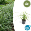 Japan-Segge ‚Ice Dance' – Carex morrowii